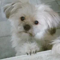 سگ نژاد شیتزو تریر