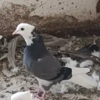 سبز پلنگ کلایی ماده همچین درست با سبز