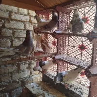 کفتر تهرانی پرشی و رنگی|پرنده|اندیشه, اندیشه فاز ۱|دیوار