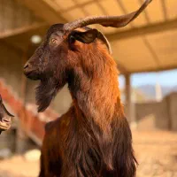 بزغاله آلپاین برای نسل کِشی|حیوانات مزرعه|شیرگاه, |دیوار