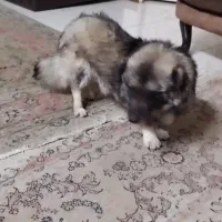 نزاد پامر اشپیتز