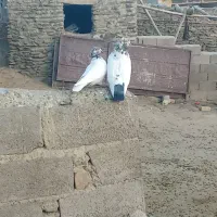 کبوترکله دم سیا