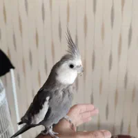 عروس هلندی+تعدادی قفس