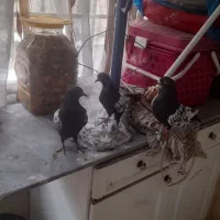 فروش یک جفت کفتر سینه سیاه