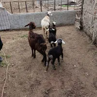 دوراس میش دوقلو یکی تک قل|حیوانات مزرعه|سیمین شهر, |دیوار