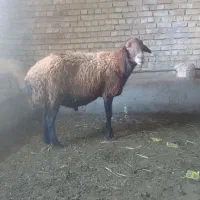 قوچ‌غزل