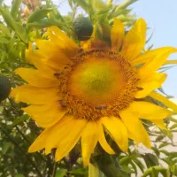 کار پاره وقت