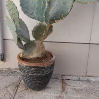 کاکتوس