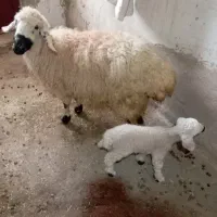 دوتا میش یکی زاییده یکی آبستن