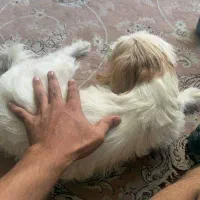 واگذاری سگ شیتزو رایگان|سگ|تهران, مشیریه|دیوار