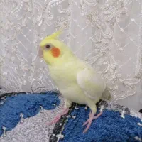 جوجه عروس با کیفیت آماده آموزش وسخنگو|پرنده|قیدار, |دیوار