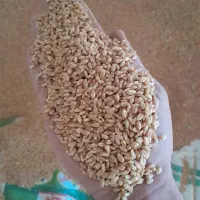 گندم آبی بذری