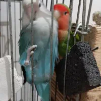 دو جفت طوطی برزیلی|پرنده|اندیمشک, |دیوار