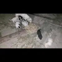 توله سگ پاکوتاه|سگ|هشتگرد, تهران دشت|دیوار