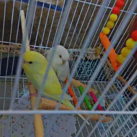 جفت مرغ عشق