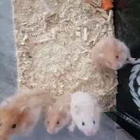 همستر|موش و خرگوش|کلاله, |دیوار