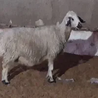 میش آبستن نزدیک زا|حیوانات مزرعه|دره شهر, |دیوار