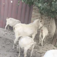 نربزسانن|حیوانات مزرعه|محمدشهر, محمدشهر|دیوار