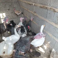 بوقلمون نر وماده یکسالع