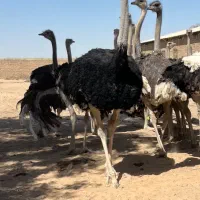 شترمرغ پیش مولد|حیوانات مزرعه|مشهد, سیس‌آباد|دیوار