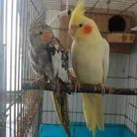 دو عدد عروس هلندی نر و ماده|پرنده|ثلاث باباجانی, |دیوار