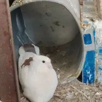 کبوتر ماده