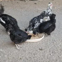 مرغ وخروس گلین|حیوانات مزرعه|اصفهان, کشاورزی|دیوار