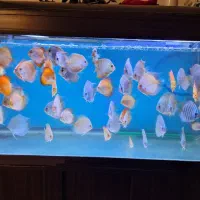 دیسکس زیبا و غذاخور|ماهی|تهران, زاهد گیلانی|دیوار