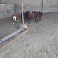 بره نر و ماده|حیوانات مزرعه|گنبد کاووس, |دیوار