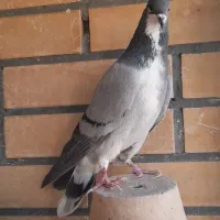 خرقه نر جوجه طوقی