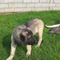 توله سگ سرابی