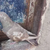 کفتر|پرنده|بناب, |دیوار