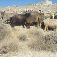 60راسگله میش ترکی آبستن وبردار