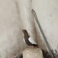 ماده سینه کاکا پا صاف