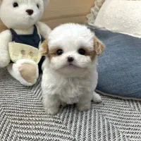 توله جیبی|سگ|اهواز, شهرک اکباتان|دیوار