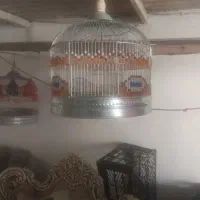 جوجه سهره خاکی کاکلی