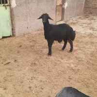 بره نر|حیوانات مزرعه|بوئین زهرا, |دیوار