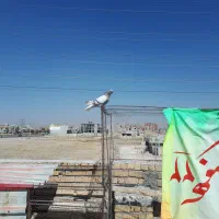 کبوترسوسنیدمسفیدجفت|پرنده|مرودشت, ولایت|دیوار