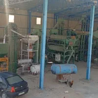 کار در بو جاری گندم