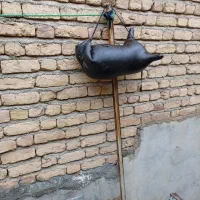 هیزه‌به‌صورت‌عمده‌وتکی‌موجود‌است