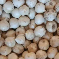 موسیر گردویی یک دست