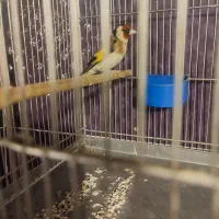 سیره قیره سه ساله خوش صدا تازه تخت|پرنده|سقز, |دیوار