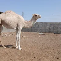 شتر ماده سفید رنگ