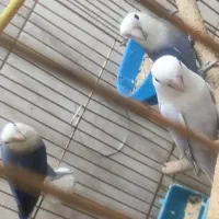 طوطی برزیلی|پرنده|مسجد سلیمان, |دیوار