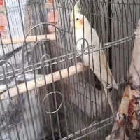 عروس هلندی|پرنده|اقبالیه, |دیوار