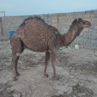 شتر مادر و بچه