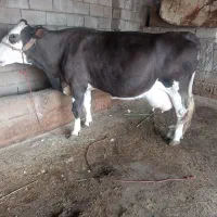 گاو گوساله شیری