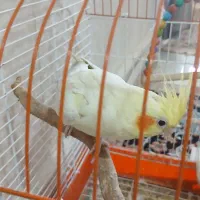فروش یک عدد عروس هلندی