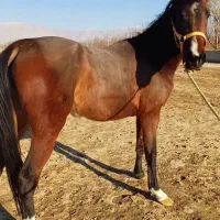 (فروش)ومعاوضه چند راس اسب با موتور سیکلت