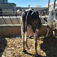 گاوشیری|حیوانات مزرعه|جوادآباد, |دیوار